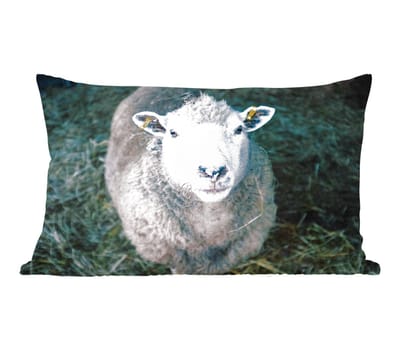 Sierkussens - Kussentjes Woonkamer - 50x30 cm - Schaap - Dieren - Vee