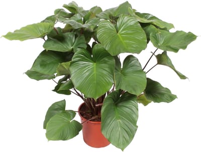 Homalomena Rubescens Maggy kamerplant voor in indirect licht, 100 cm hoog, ø24