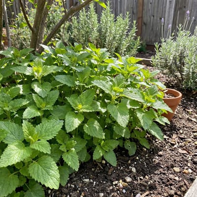 Bloomique - Set van 6 - Melissa officinalis - Citroenmelisse - Kruidenplant - Winterhard - Vaste Plant - Bijvriendelijk - 10-20cm Hoog - Pot 9cm