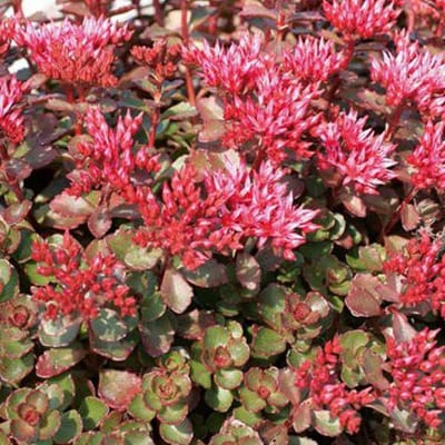 6 x Sedum Spurium 'Fuldaglut' - Vetkruid pot 9x9cm