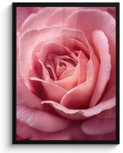 Poster in lijst - Fotolijst 50x70 cm - Posters - Roze - Roos - Romantisch - Posterlijst zwart - Decoratie - Wanddecoratie woonkamer - Muurdecoratie slaapkamer