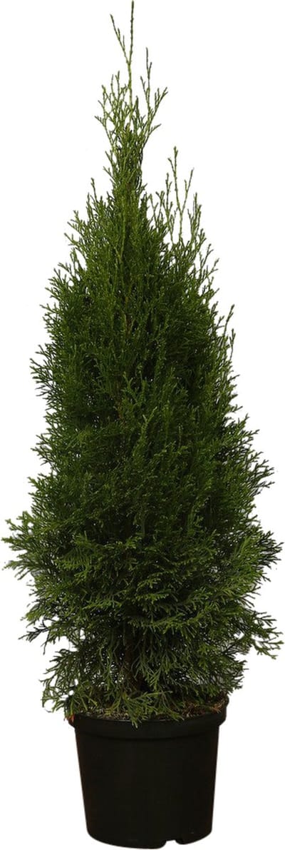 Plants Online - Haagplanten - Westerse Levensboom 'Smaragd' - Pot 80-100 cm - set van 10 - Compacte groei - Langzame groeier - Weinig onderhoud