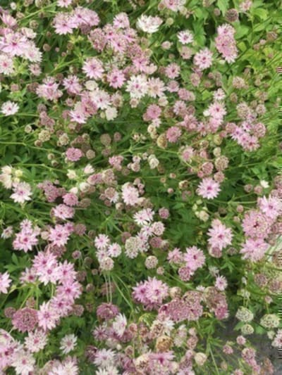 6 x ASTRANTIA MAJ. 'BUCKLAND' - ZEEUWS KNOOPJE - pot 9 x 9 cm