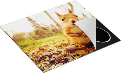 Chefcare Inductie Beschermer Eekhoorn in het Bos tijdens de Herfst - 60x50 cm - Afdekplaat Inductie - Kookplaat Beschermer - Inductie Mat