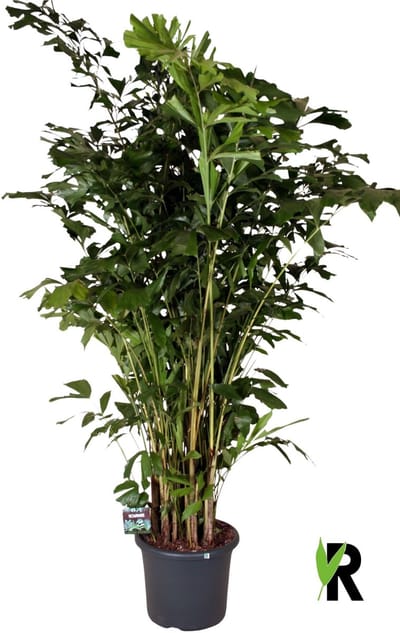 Caryota mitis 250 cm – Kamerplant – Vers Van De Kweker – Potmaat Ø48 cm