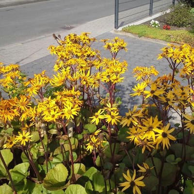 6 x Ligularia Dentata 'Othello'  - Grijsaard pot 9x9cm