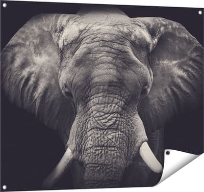 Gards Tuinposter Olifantenkop - Olifant - Zwart Wit - 100x80 cm - Tuindoek - Tuindecoratie - Wanddecoratie buiten - Tuinschilderij