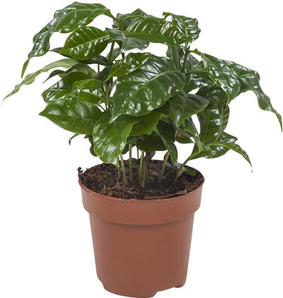Coffea Arabica - Hoogte 25cm - Pot 12cm