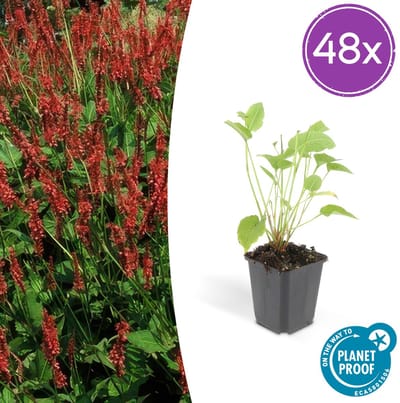 Trendyplants - Persicaria amplexicaulis - 48 stuks - Duizendknoop - Winterhard - Hoogte 10-30 cm - Potmaat Ø9cm