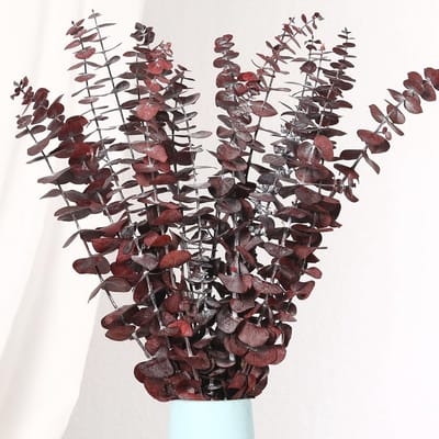 Unyqoos® Natuurlijke gedroogde eucalyptusbladeren voor decoratieve en aromatische toepassingen
