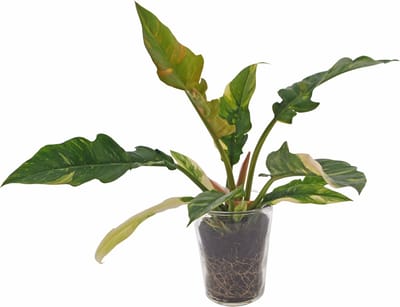 Philodendron Ring of Fire | 30cm | incl. glazen vaas