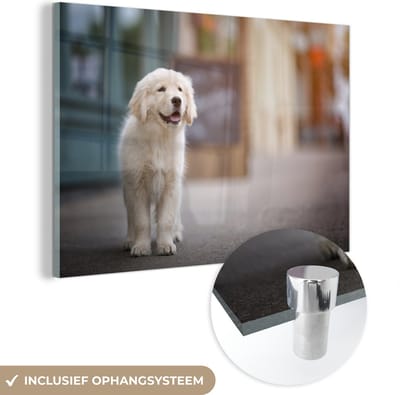 ® Glasschilderij 180x120 cm - Schilderij acrylglas - Een Golden Retriever puppy lopend op de stoep - Foto op glas - Muurdecoratie woonkamer - Wanddecoratie slaapkamer - Schilderijen