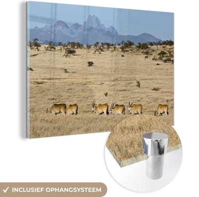 ® Glasschilderij 180x120 cm - Schilderij acrylglas - Mount Kenya met kudde elanden op de voorgrond in Afrika - Foto op glas - Muurdecoratie woonkamer - Wanddecoratie slaapkamer - Schilderijen