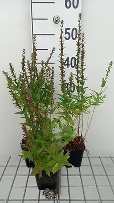 6x Kattenstaart - Lythrum sal. 'Robin' | 9x9 cm pot
