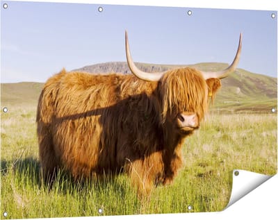 Gards Tuinposter Schotse Hooglander Koe - Kleur - 120x80 cm - Tuindoek - Tuindecoratie - Wanddecoratie buiten - Tuinschilderij