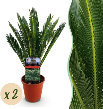 Plantenboetiek.nl | Cycas revoluta - Palmvaren - Weinig onderhoud - Groen - 2 - Ø14cm - 45-55cm hoog - Kamerplant - Groenblijvend