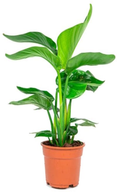 JUNAVERA Strelitzia Nicolai | tropische blikvanger | 13 cm pot | 50 cm hoog