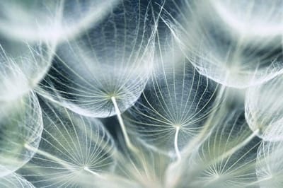 Fotobehang - Dandelion Macro 375x250cm - Vliesbehang
