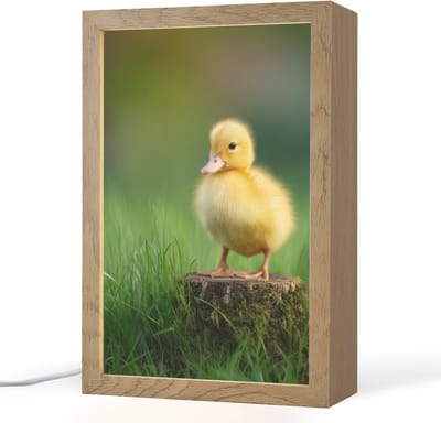 Nachtlampje 20x30 cm - Kinder lampje - Kuiken - Eend - Geel - Gras - Tafellamp kinderkamer - Slaapkamer lamp - Bedlamp kinderen - Kinderlampje stopcontact - Wandlamp babykamer - Nachtlampjes