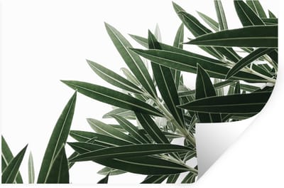 Muurstickers - Sticker Folie - Natuur - Planten - Bladeren - 30x20 cm - Plakfolie - Muurstickers Kinderkamer - Zelfklevend Behang - Zelfklevend behangpapier - Stickerfolie