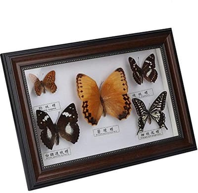 Dailygoody - Exquise vlinders monsters - Handgemaakt ornament - Zwart frame - Wooncultuur decoratie - Verjaardagscadeau voor hem en haar - 5 vlinders