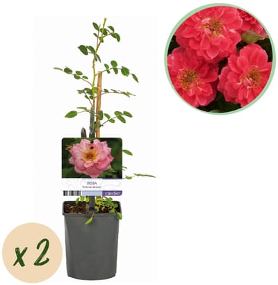 Green boutiQ - Klimroos - Rosa Salmon Queen - Bloem Licht roze - Weinig onderhoud - 2 planten - Pot 11cm Hoogte 40cm