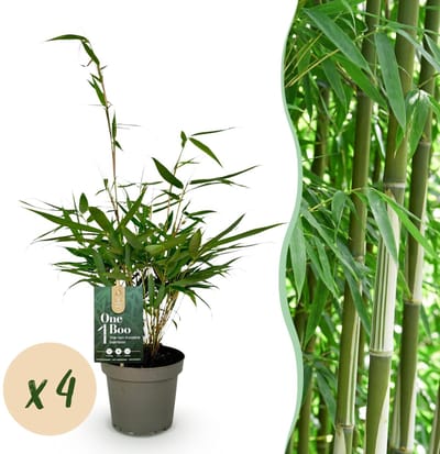 Green boutiQ - Grassen - Fargesia robusta Pingwu - Niet Woekerende Bamboe - Bladhoudend - Groen - 4 Planten - Pot 14 cm - Hoogte 35 cm