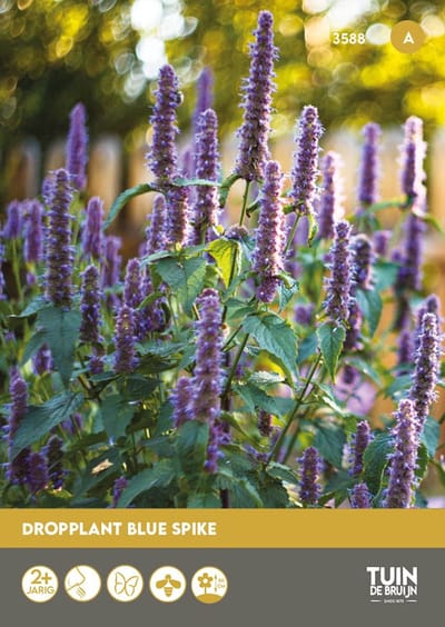 Dropplant Blue Spike Zaden – Agastache Anijsplant – Geurend & Bijenvriendelijk – Meerjarig – ±350 Zaden – Tuin de Bruijn