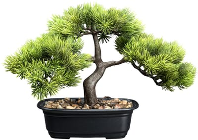 Kopu Bonsai Circa 23 X 30 cm met Een Zwarte Sierpot.