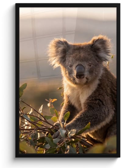 Poster in lijst - Fotolijst 60x90 cm - Posters - Koala - Bladeren - Ochtendlicht - Posterlijst zwart - Decoratie - Wanddecoratie woonkamer - Muurdecoratie slaapkamer