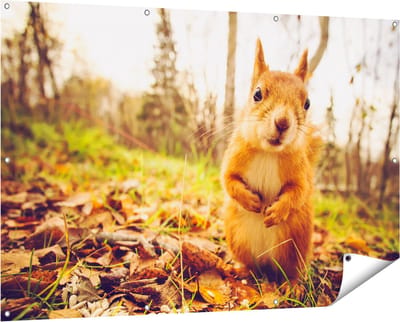 Gards Tuinposter Eekhoorn in het Bos tijdens de Herfst - 150x100 cm - Tuindoek - Tuindecoratie - Wanddecoratie buiten - Tuinschilderij