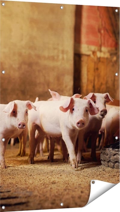 Gards Tuinposter Varkens op een Boerderij Stal - 80x120 cm - Tuindoek - Tuindecoratie - Wanddecoratie buiten - Tuinschilderij