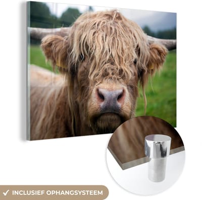 MuchoWow® Glasschilderij 60x40 cm - Schilderij acrylglas - Schotse Hooglander - Gras - Bos - Foto op glas - Schilderijen