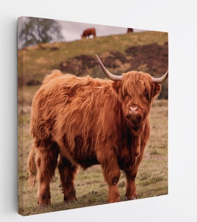 Saammp Canvas Schilderij - Schotse Hooglander Koe bij een meer - Dieren - Natuur - 20x20 - Foto op canvas - Wanddecoratie - muurdecoratie Woonkamer - Slaapkamer decoratie - Canvas Print