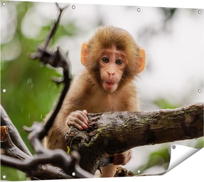 Gards Tuinposter Klein Baby Aapje op een Tak - 120x90 cm - Tuindoek - Tuindecoratie - Wanddecoratie buiten - Tuinschilderij