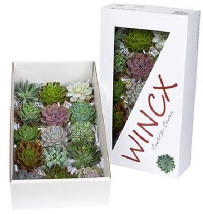 15x Echeveria mix var.wincx 10cm