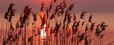 Fotobehang - Reed on Lake 375x150cm - Vliesbehang