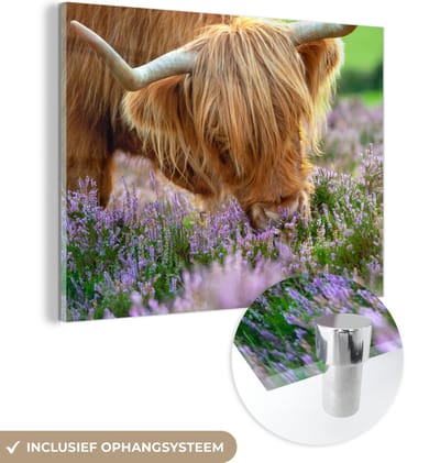 MuchoWow® Glasschilderij 160x120 cm - Schilderij acrylglas - Schotse Hooglander - Gras - Heide - Dieren - Foto op glas - Schilderijen