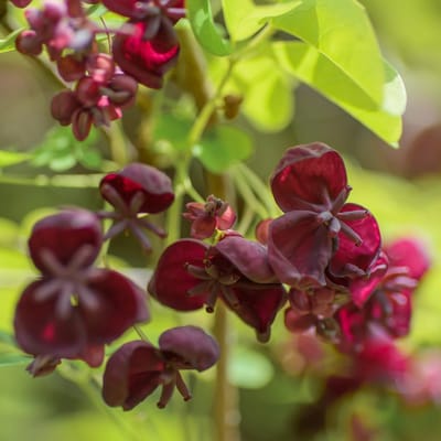 Akebia quinata, Schijnaugurk/klimbes, Hoogte 80cm, 2.5L pot