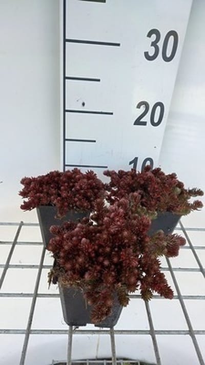 6x Vetkruid - Sedum hybr. 'Chocolate Ball' | 9x9 cm pot