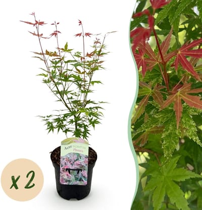 Green boutiQ - Terrasplant - Japanse Esdoorn - Acer palmatum Phoenix - Roze - 2 Planten - Bladverliezend - Pot 19cm Hoogte 70cm