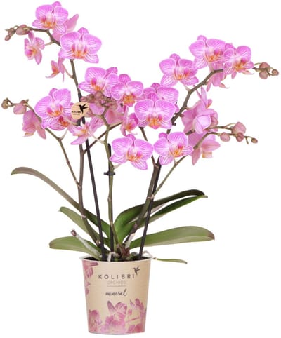 Kolibri Orchids | Roze phalaenopsis orchidee | Switzerland | bloeiende kamerplant