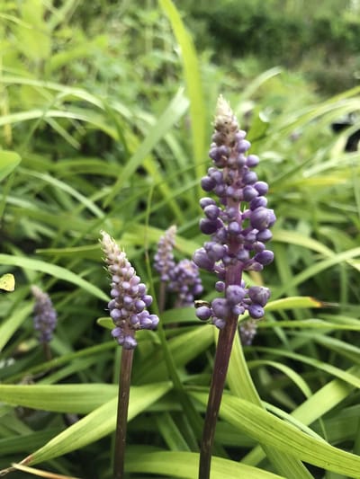 6 x Liriope muscari 'Moneymaker' - Leliegras - P9 Pot (9 x 9cm) - Dima Vaste Planten