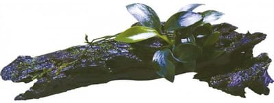 Aquafleur Hout met Anubias Nana Bonzai | Extra Extra Small Waterplant