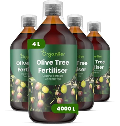 Vloeibare Meststof Voor Olijfboom 4X1 L Voor 4000 L - Npk 2-1-8 - Versterkt De Wortelontwikkeling In Potten En Tuinaarde - Verbetert De Bloei - Vruchtzetting En Olijfkwaliteit - Versterkt Het Groenblijvende Blad En De Takstructuur - Organifer