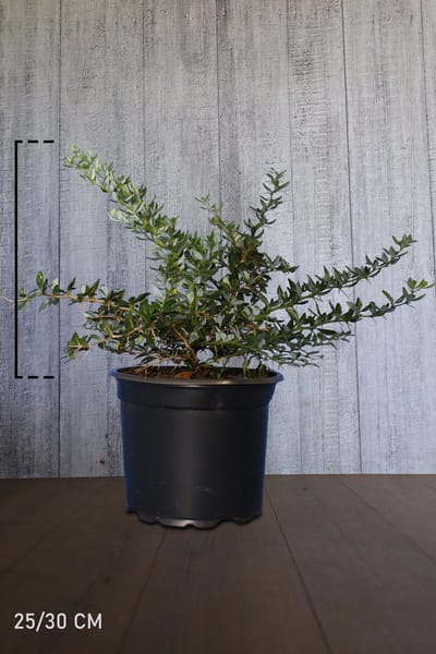 Plants Online - Haagplanten - Berberis 'Telstar' - Pot 25-30 cm - set van 10 - Bloeiende plant - Inbraakwerend - Langzame groeier - Wintergroen