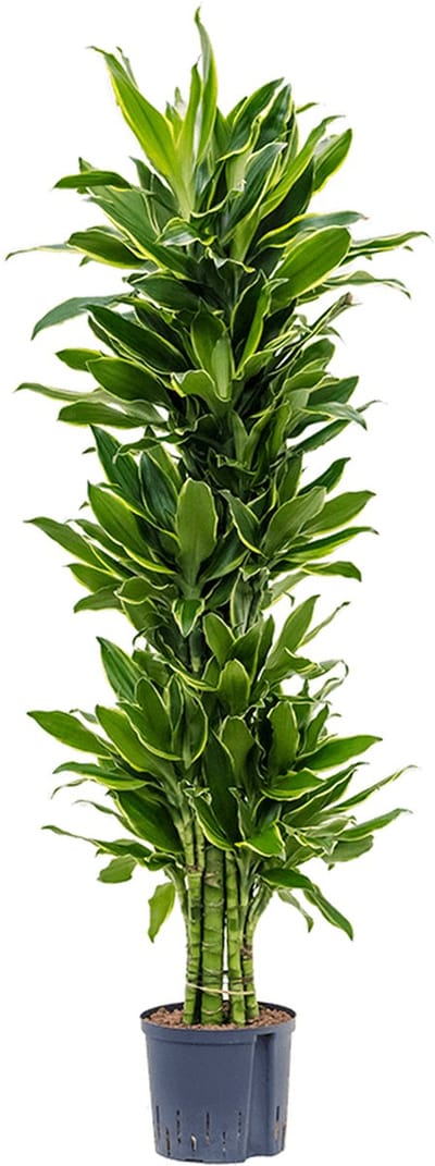 Hydroplant Dracaena Fragrans Golden Coast