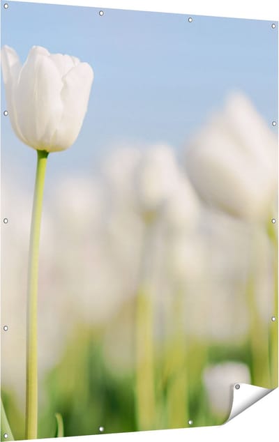 Gards Tuinposter Witte Tulpen - Bloemen - 120x160 cm - Tuindoek - Tuindecoratie - Wanddecoratie buiten - Tuinschilderij