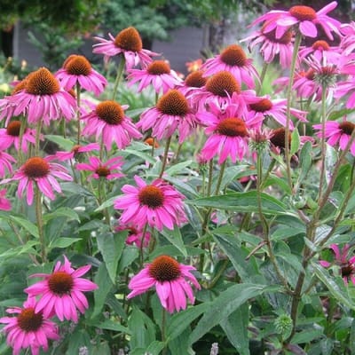 6 x Roze Zonnehoed Rubinstern - Winterharde Tuinplant - Echinacea purpurea 'Rubinstern' in 9x9 pot met hoogte 0-10cm