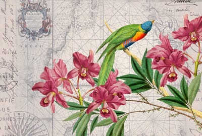 Fotobehang BirdDiscovery1 DD119717 A.S. Création ARTist Groen Roze Vlies 270 x 400 cm (4 delen) Fotobehang